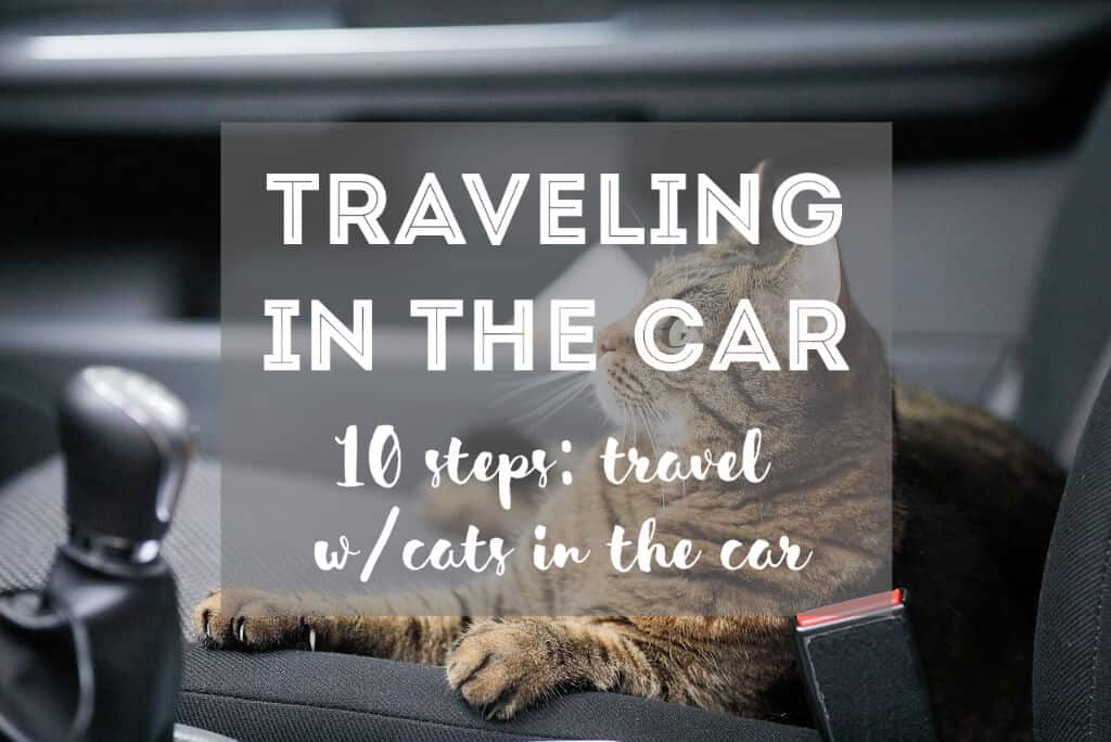 2. Pozwól kotu przyzwyczaić się do transportera w domu