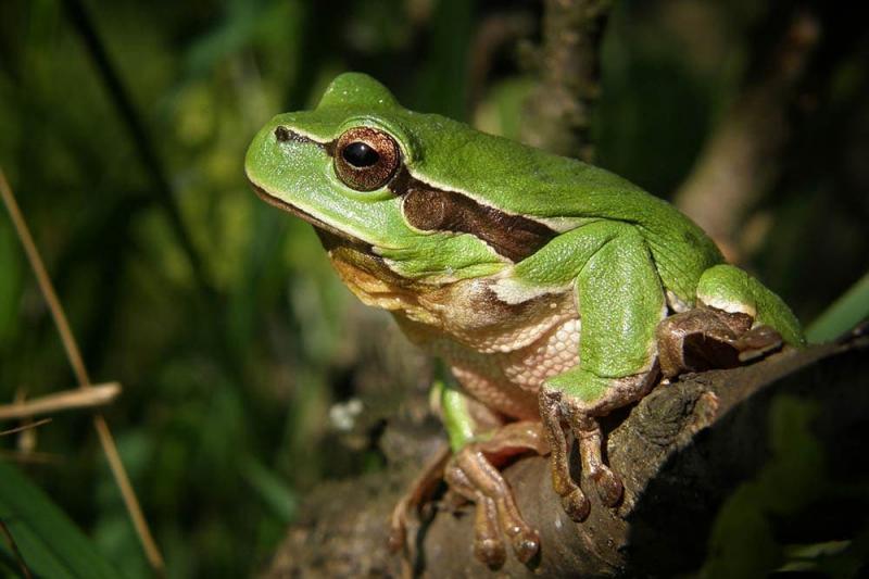 1. Anolis zielony (Anolis carolinensis)