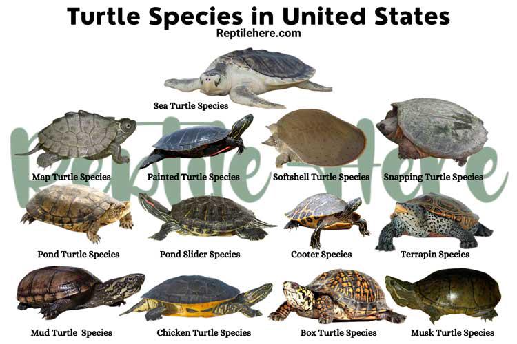 Gdzie mogę znaleźć żółwie w Indianie?