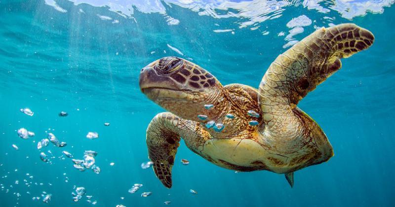 7 najbardziej fascynujących faktów na temat skorupy żółwia