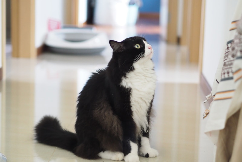Charakterystyka czarnego kota rasy Ragdoll