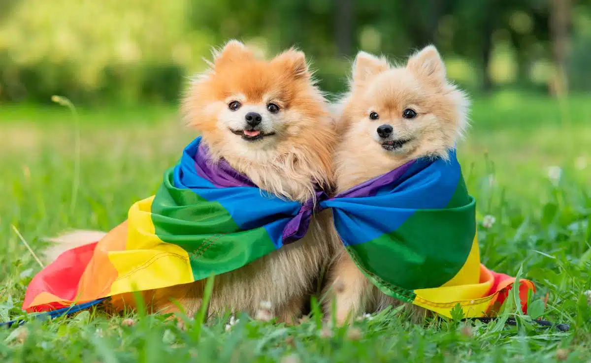 Czy psy mogą być gejami, lesbijkami lub biseksualistami? Fakty i najczęściej zadawane pytania