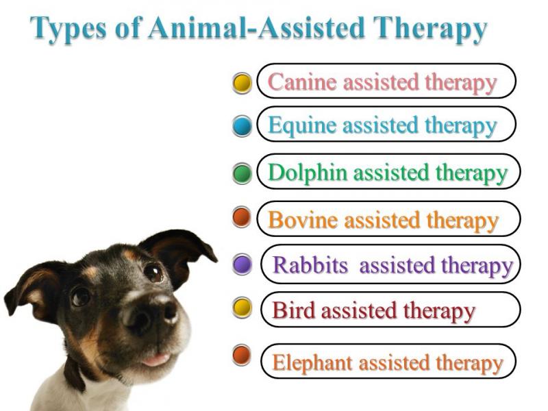 5 rodzajów zwierząt terapeutycznych (ze zdjęciami)
