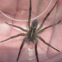 10 pająków występujących w Pensylwanii (ze zdjęciami)