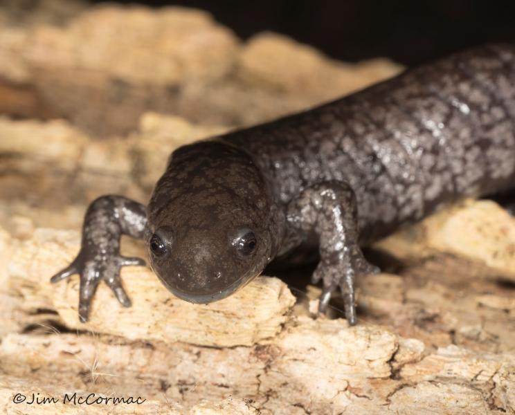 23 salamandry występujące w stanie Indiana (ze zdjęciami)