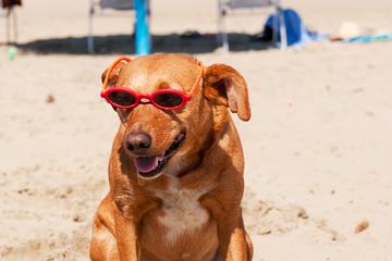 Czy psy są akceptowane na plaży w Galveston (aktualizacja z 2024 r.)?