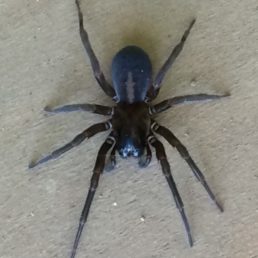 8. Giant Lichen Orbweaver Spider