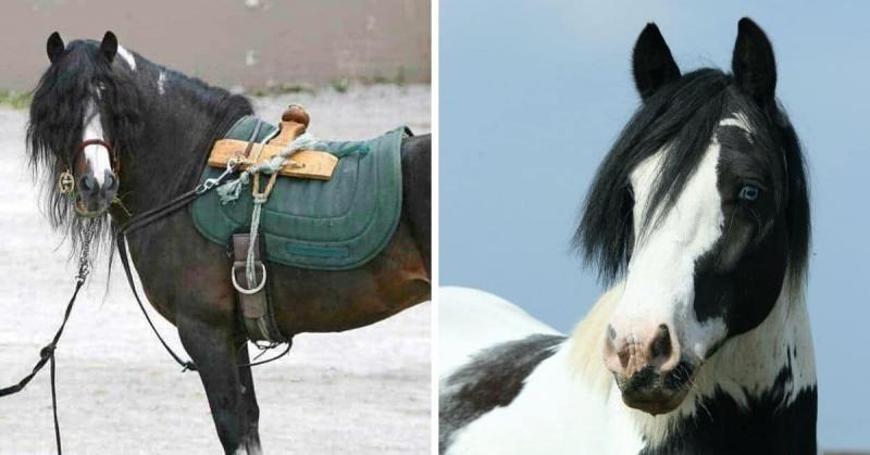 2. Irlandzki koń hobbystyczny