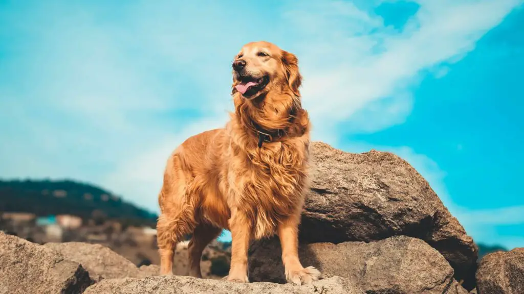 4 etapy życia golden retrievera