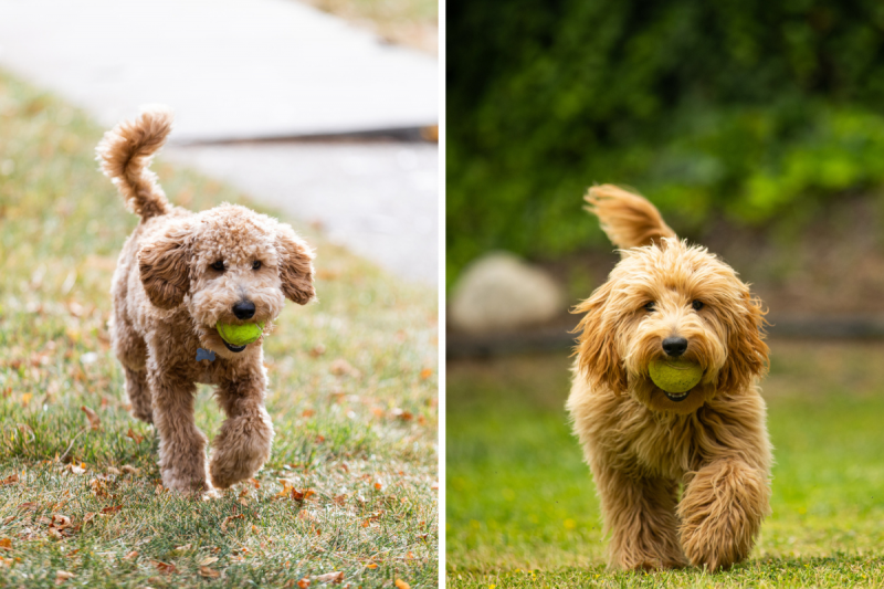 Double Doodle vs Labradoodle: Kluczowe różnice (ze zdjęciami)