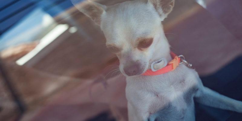 Co zrobić, gdy zobaczysz psa w rozgrzanym samochodzie: Uwagi weterynarza