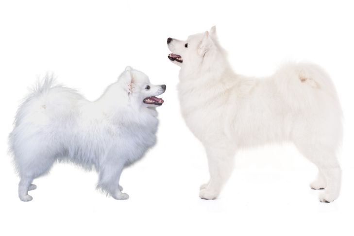 Samojed vs amerykański eskimos: Różnice (ze zdjęciami)