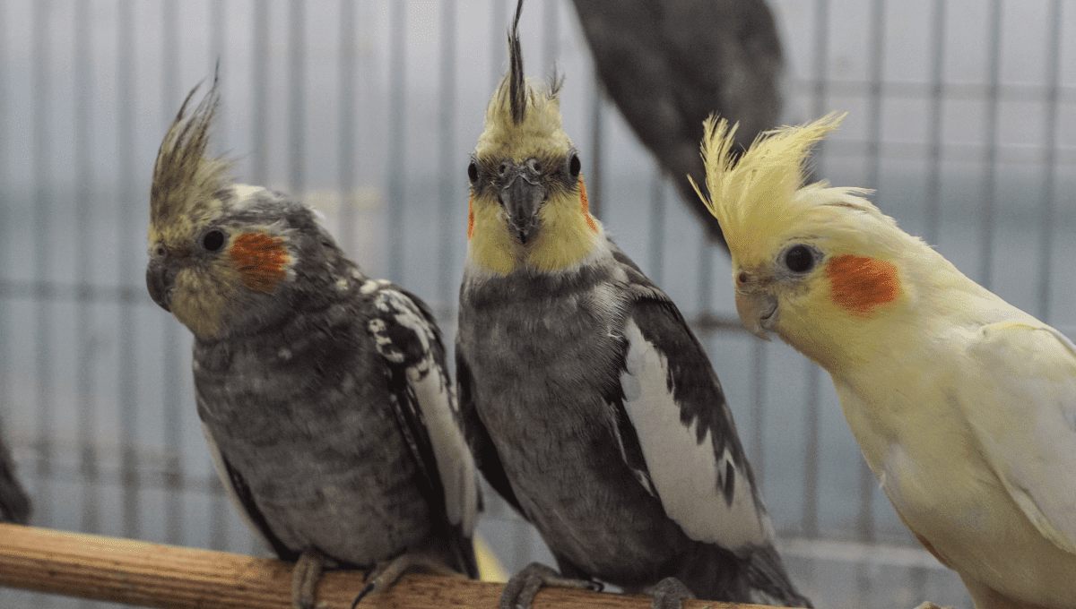 9 odmian kolorystycznych, ras i mutacji kakadu (ze zdjęciami)