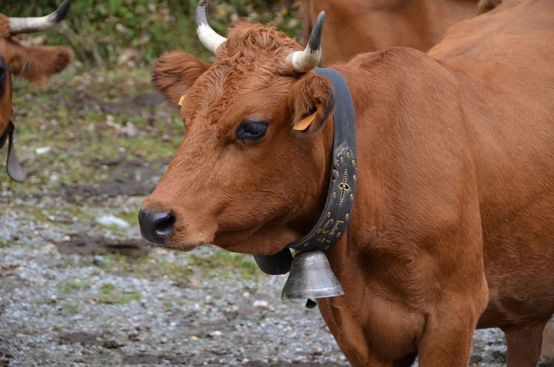 Charakterystyka bydła rasy Tarentaise