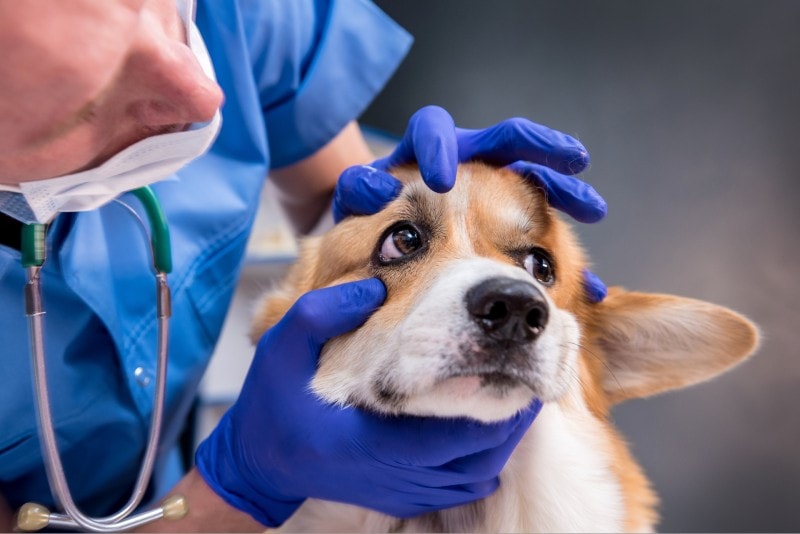 Ubezpieczenie zwierząt domowych i operacja zaćmy: Fakty, zakres, koszty i najczęściej zadawane pytania