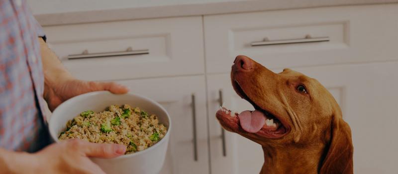 Dieta dla psów: Podstawy