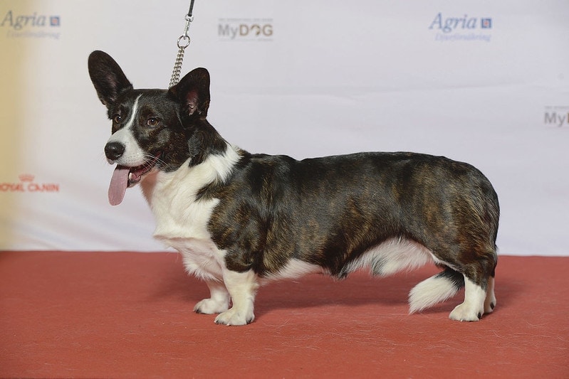 Posiadanie Cardigan Welsh Corgi z ograniczonym budżetem