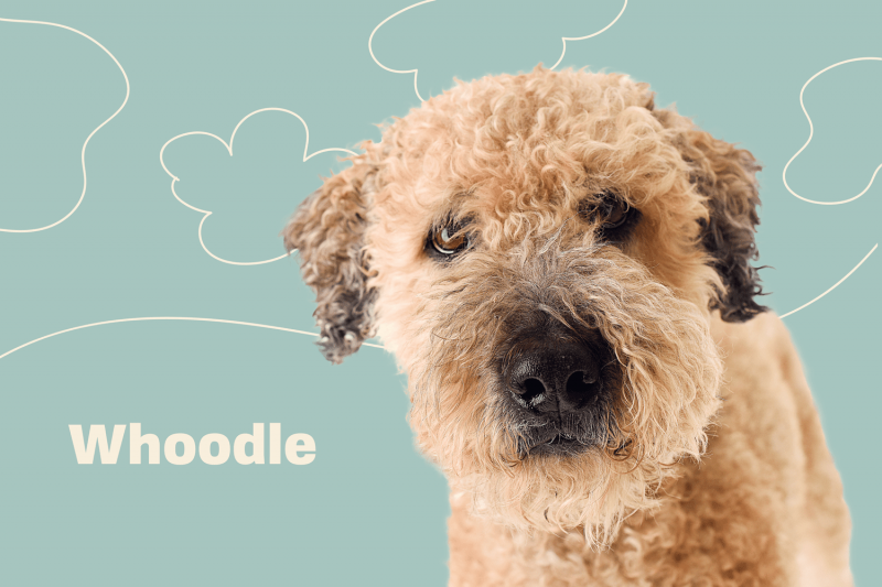 Whoodle (Soft-Coated Wheaten Terrier & Poodle Mix): Informacje, zdjęcia i pielęgnacja!