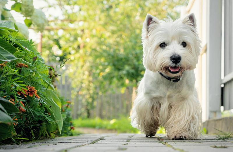 Rasa West Highland White Terrier: zdjęcia, informacje, pielęgnacja i więcej!