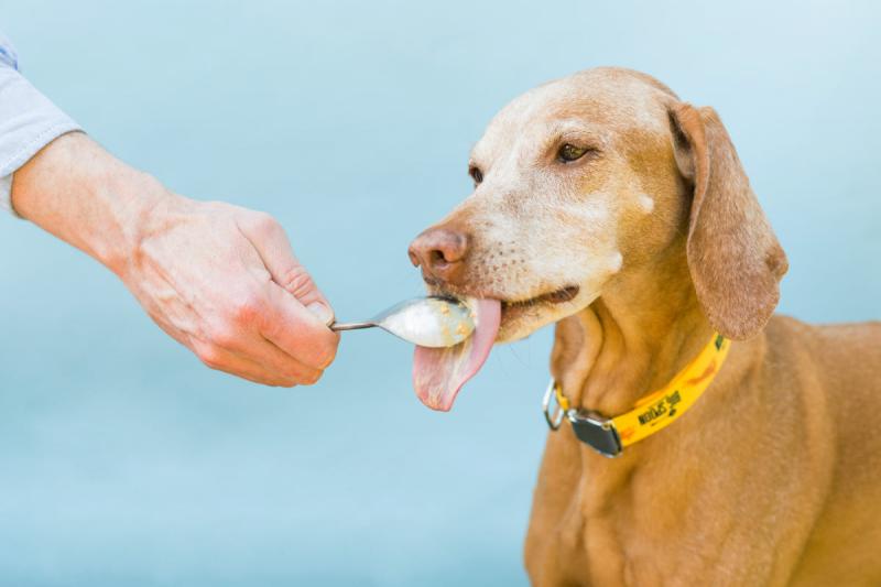 Objawy kliniczne alergii na masło orzechowe u psów