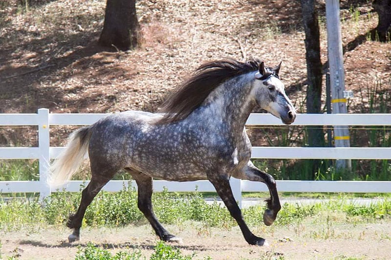 11 pięknych mieszanych ras koni (ze zdjęciami)