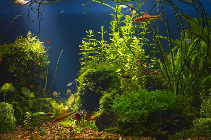 10 najlepszych sztucznych roślin akwariowych w 2024 roku: Recenzje i przewodnik dla kupujących