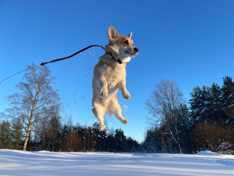 Jak powstrzymać Corgi przed skakaniem po meblach?