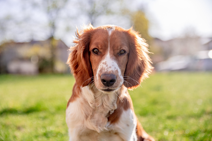 Springer spaniel walijski: zdjęcia, informacje, pielęgnacja i więcej!