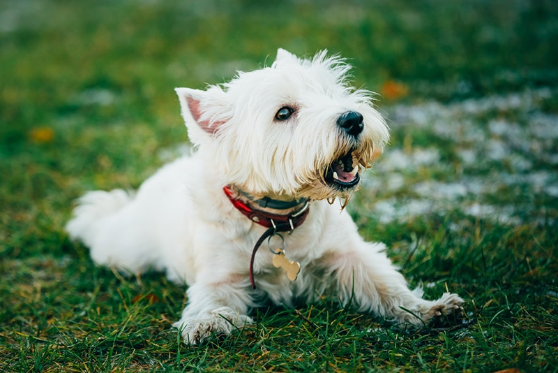 6. Westie są bardzo wytrzymałe