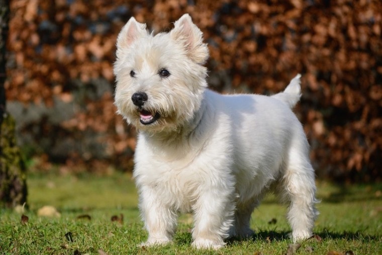 Temperament i inteligencja west highland white terriera