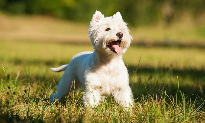 West Highland Doxie (mieszanka westie i jamnika): Zdjęcia, przewodnik, informacje i pielęgnacja