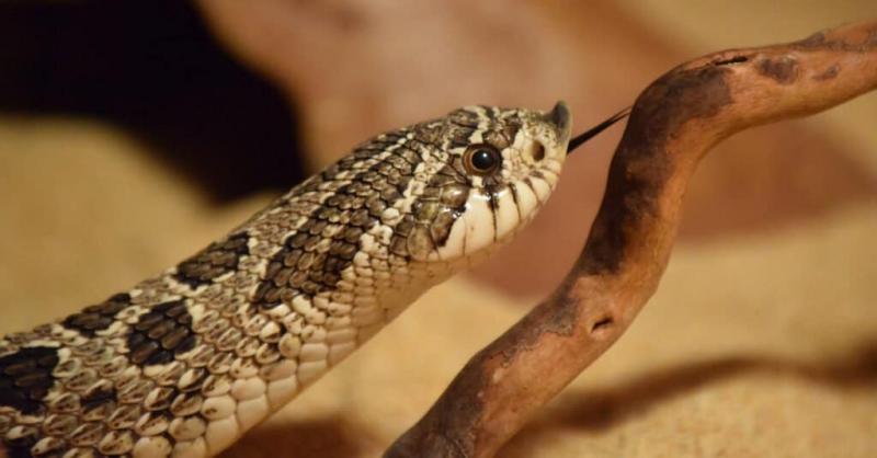 20 uroczych węży, które musisz zobaczyć (ze zdjęciami)