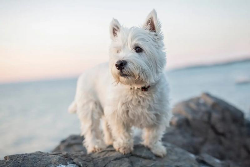 Szczenięta rasy west highland white terrier