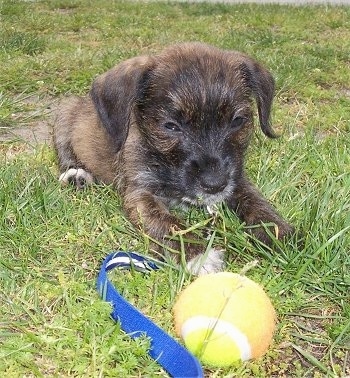 Charakterystyka rasy West of Argyll Terrier