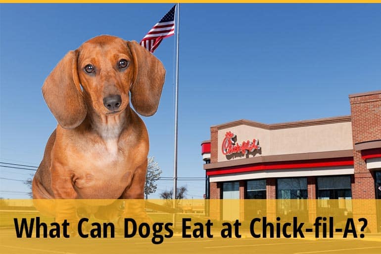 Czy psy mogą jeść Chick-fil-A? Fakty żywieniowe sprawdzone przez weterynarza i często zadawane pytania
