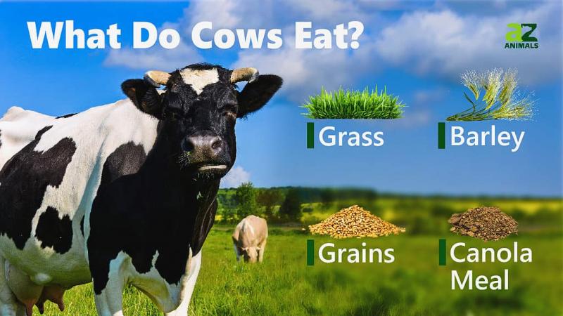 Zęby i nawyki żywieniowe krów