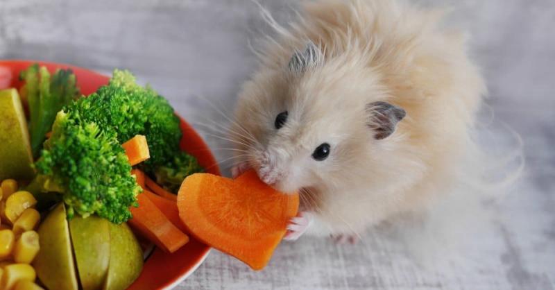 Czy chomiki mogą jeść marchewkę? Nauka i informacje żywieniowe zatwierdzone przez weterynarza