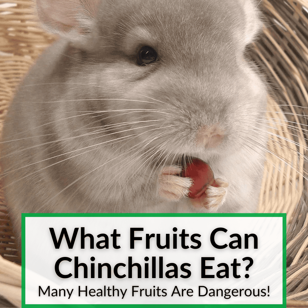 Czy szynszyle mogą jeść arbuza? Co należy wiedzieć