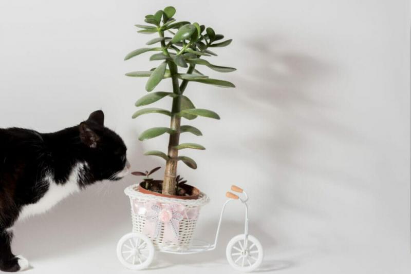 Czy rośliny jadeitowe są toksyczne dla kotów?
