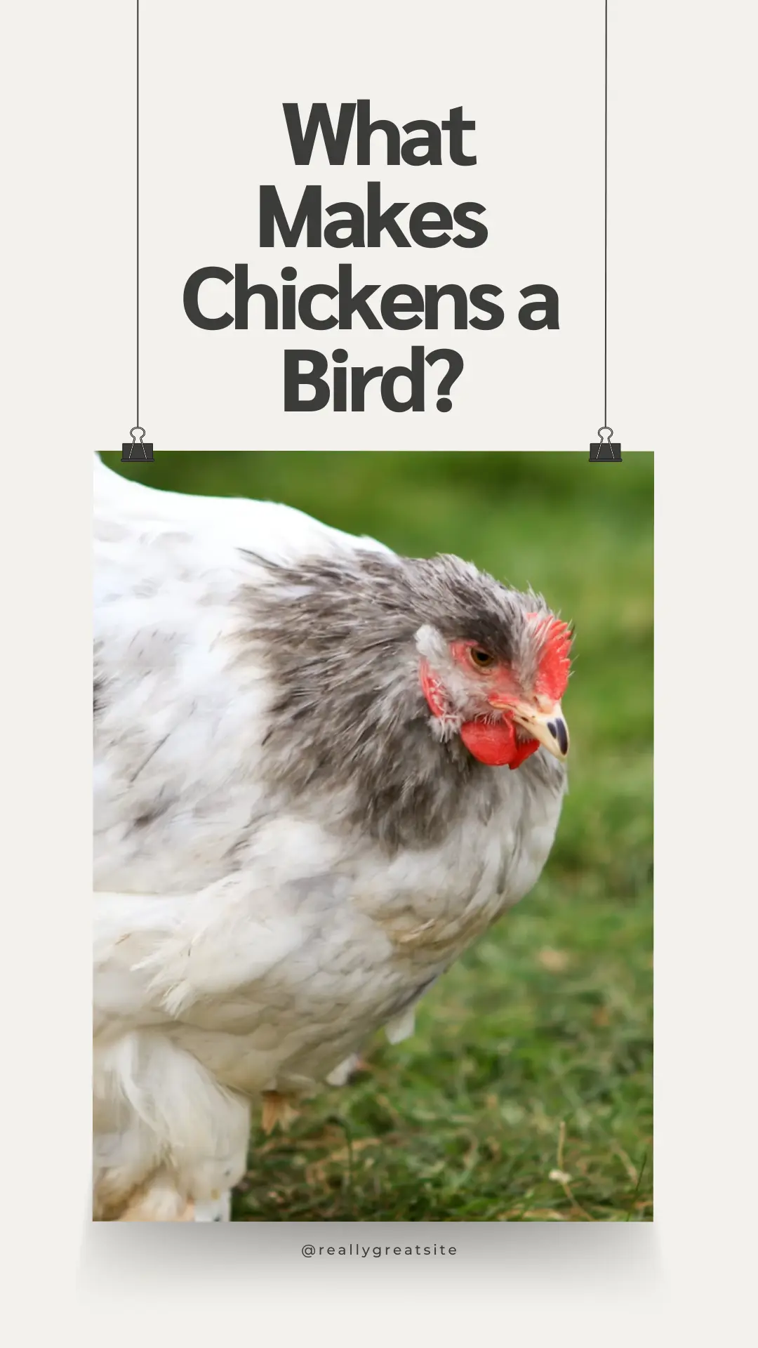 Czy kurczaki to ssaki czy ptaki? Fakty i FAQ