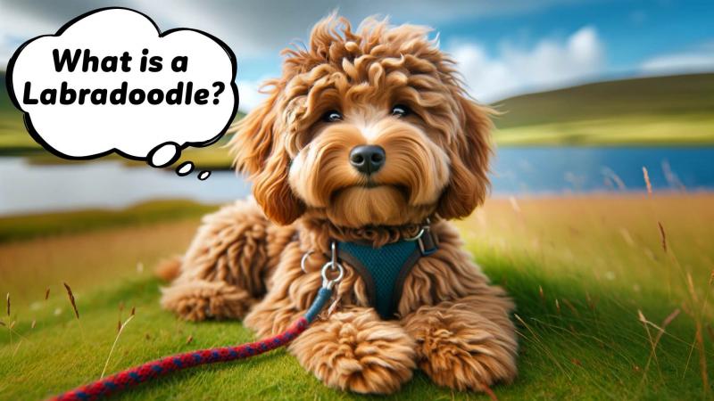 Jak czekoladowy labradoodle zyskał popularność?