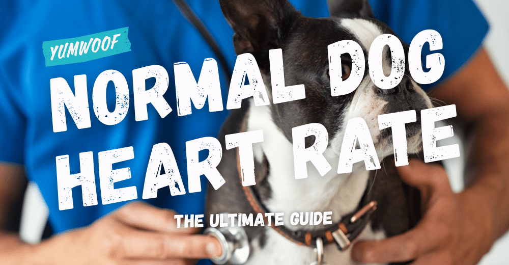Jakie jest prawidłowe tętno u psów?