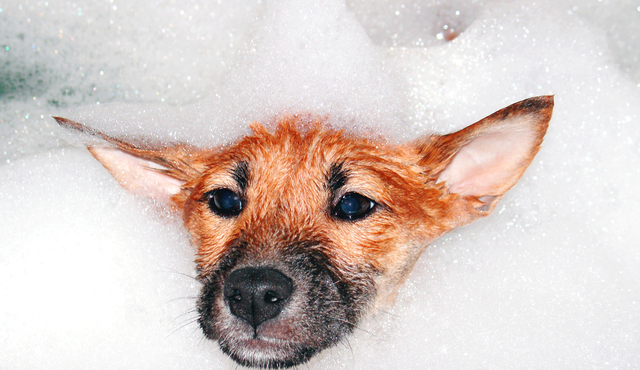 Dlaczego psy uwielbiają rzeczy, które źle pachną dla ludzi? Fakty potwierdzone przez weterynarza