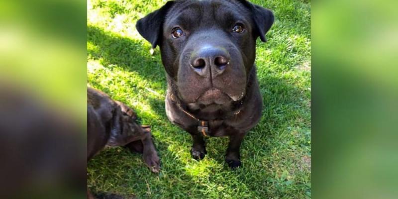 Shar Pei: Typowe zachowanie i cechy fizyczne