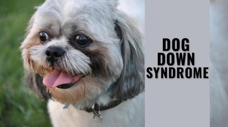 Czy psy mogą wykazywać objawy podobne do zespołu Downa?