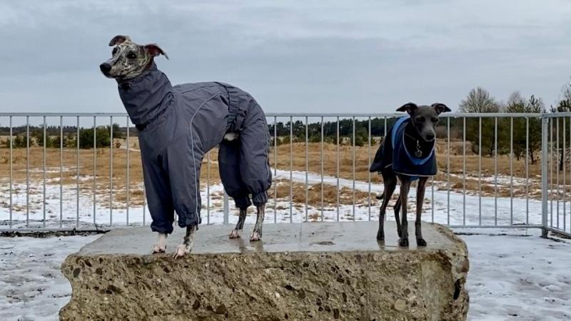 Whippet a chart włoski: Kluczowe różnice (ze zdjęciami)