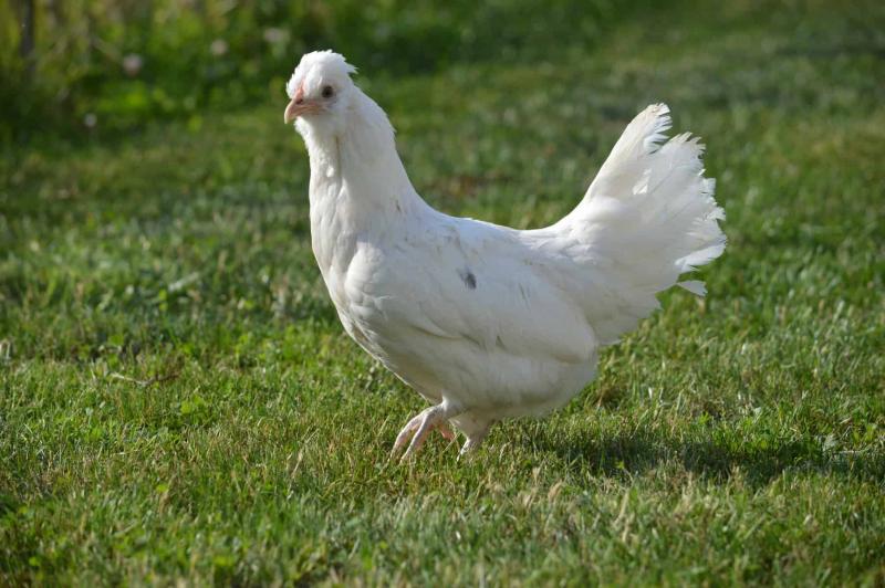 13 ras białych kurczaków