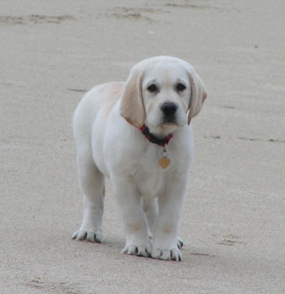 Szczenięta rasy Labrador Retriever na sprzedaż w Tennessee: Lista hodowców