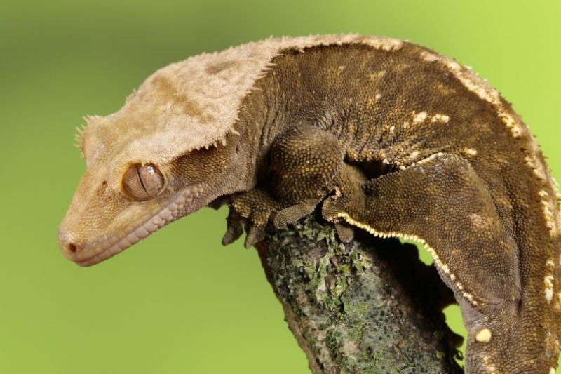 12 rodzajów gekonów czubatych: morfy, kolory i cechy