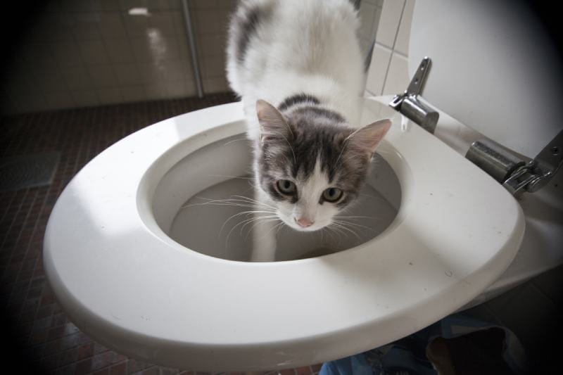 3. Twój kot czerpie rozrywkę ze spłukiwania toalety